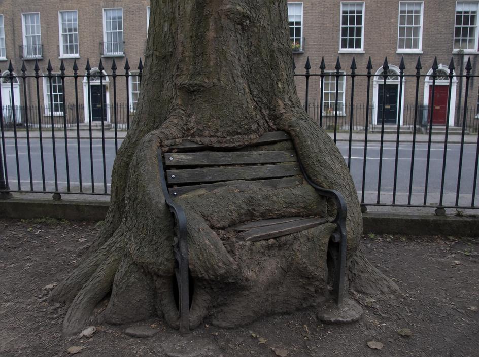 A Dublin tree that has grown around and swallowed an old bench